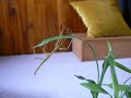 Walking Stick Walking Stick