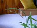 Walking Stick
