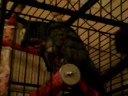 The Parrots
