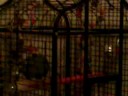 The Parrots