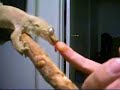 Rhacodactylus chahoua *licking* Mossy Gecko (part 1)