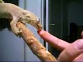 Rhacodactylus chahoua *licking* Mossy Gecko (part 1)