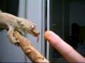 Rhacodactylus chahoua *licking* Mossy Gecko (part 1)