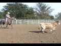 FOR SALE - BLACKBURNS ZANE GRAY 2003 Gray AQHA Stallion