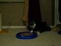 videos de Beau playing