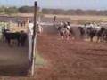 charreada en el charco 2