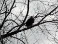 Bald Eagle Saltsburg, PA Video 4 of 5 Second perch