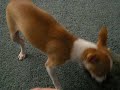 Taco Says Hi Taco Says Hi