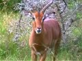 Amakhala Game Reserve, Garden Route, South ...