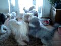 Mini Beardie Bash at the Cronins-Bearded Collies