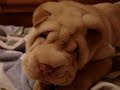 Shar-Pei Puppy Babies