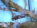 mantis vs. cockroach mantis vs. cockroach