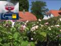 Wie auf Rosen gebettet - das Rosarium in Glücksburg an der Ostsee