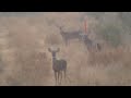 Venado cazado por Poncho Salazar Venado cazado por Poncho Salazar