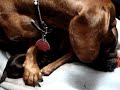 daschund breech delivery daschund breech delivery