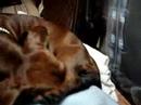 daschund breech delivery