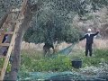 Raccolta e molitura delle olive in Sicilia 2008 Raccolta e molitura delle olive in Sicilia 2008