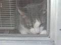 Cat For Sale