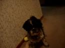 tobi dawg tobi dawg