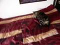 Cat at Play - Lugosi plays with Leaf