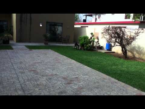BULLTERRIER INGLES