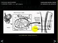 FISIOLOGIA CARDIOPULMONAR Y EJERCICIO 6