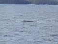 More Whales!!!