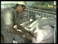 CRÍA E INSEMINACIÓN EN CERDOS