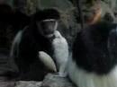 Colobus Babies at Two Months - Central Park Zoo Colobus Babies at Two Months - Central Park Zoo