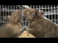 the Degus: Degu battle
