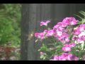 Humming Bird  蜂鸟 in Burnaby, BC