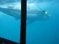 White Shark Swimming Into The Cage In Gansbaai