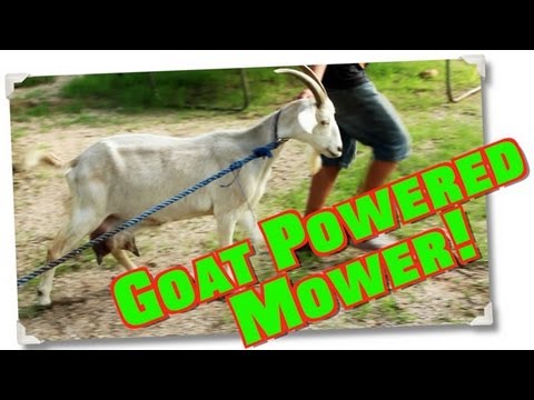 how to fertilize grass and kill weeds