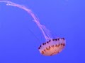 Jellyfish! Jellyfish! Jellyfish!