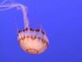 Jellyfish - Sphere - Flixster Video