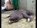 a ny�regyh�zi kiselef�nt els? �r�i / the first hours of our elephant baby!

visit us: http://www.sostozoo.hu/en/