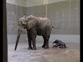 a ny�regyh�zi kiselef�nt els? �r�i / the first hours of our elephant baby!

visit us: http://www.sostozoo.hu/en/