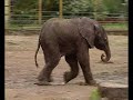 a ny�regyh�zi kiselef�nt els? �r�i / the first hours of our elephant baby!

visit us: http://www.sostozoo.hu/en/