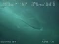 Sperm Whale Gulf of Mexico