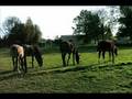Clip Jean-Jacques Goldman Il y a
