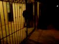 serenata 1
