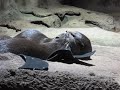 Otters Cuddling Otters Cuddling