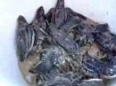 hatchlings