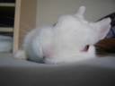 ?????????????? put rabbit to sleep2008/1211 ?????????????? put rabbit to sleep2008/1211