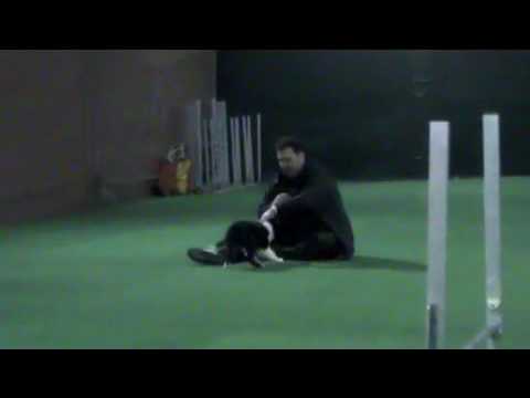 Video cani border collie