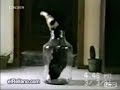 experimento ponja con gato experimento ponja con gato