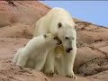 Introducing black bears, polar bears and cute baby cubs - BBC wildlife