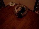Roscoe Beagle Puppy 10 Weeks Old Snoring