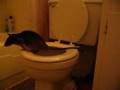 Emin's pouched rat toilet trained (Matisse)