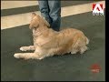 Loisirs Canins - Dipl�me \"Bon voisin canin\"